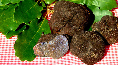 truffles luberon