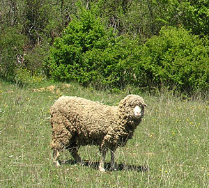 mouton saint castillon du luberon