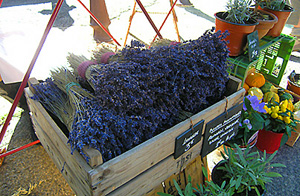 lavender roussillon